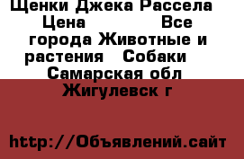 Щенки Джека Рассела › Цена ­ 10 000 - Все города Животные и растения » Собаки   . Самарская обл.,Жигулевск г.